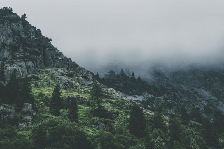 Bosco immerso nella nebbia: la ricerca di fonti energetiche sostenibili